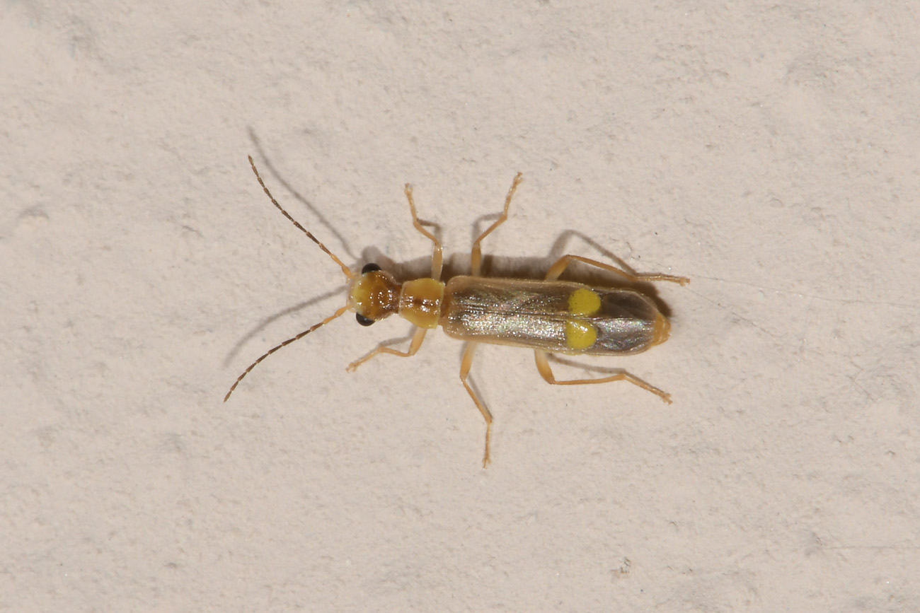 Cantharidae: Malthinus sp?  S, Malthinus sordidus